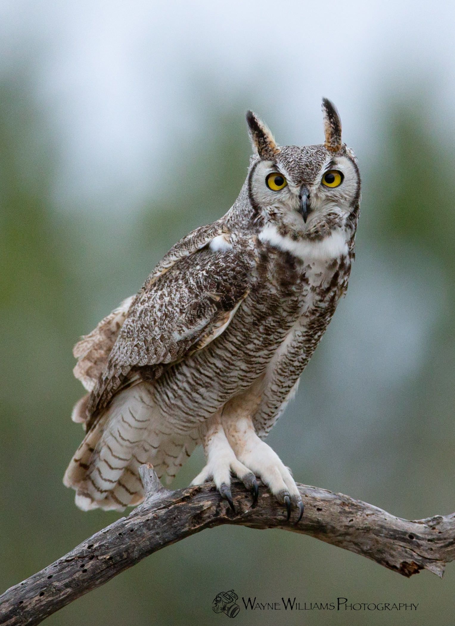 A great horned owl perched on a tree branch looking at the camera.