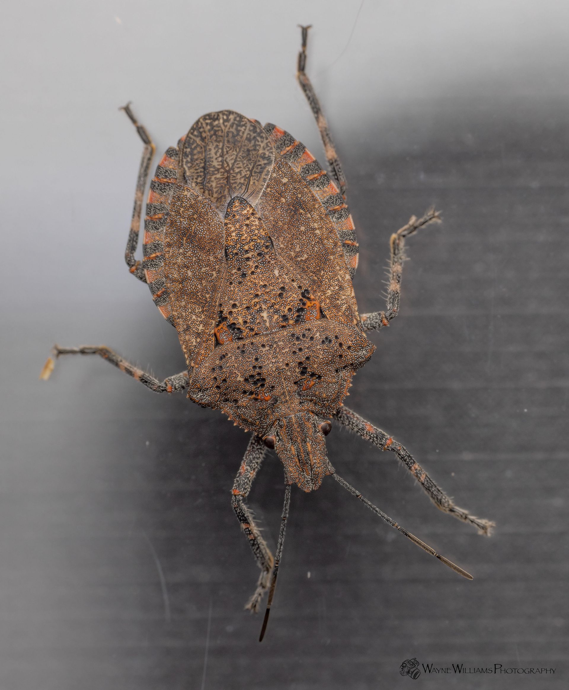A close up of a bug on a white surface