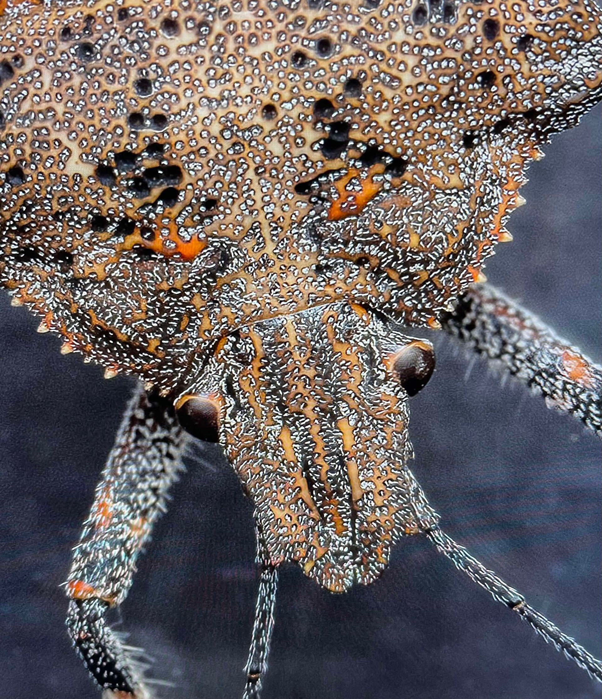 A close up of a bug with a black background