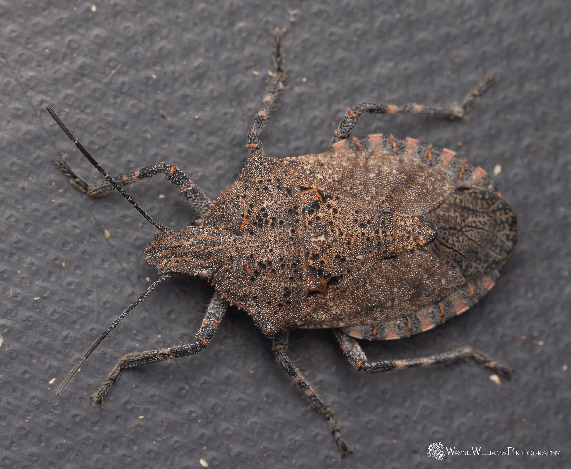 A close up of a bug on a black surface
