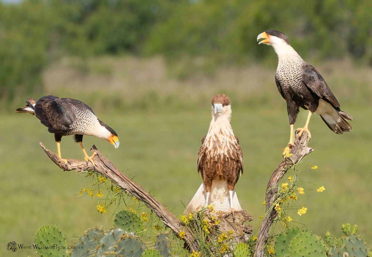 Three birds are perched on a tree branch in a field.