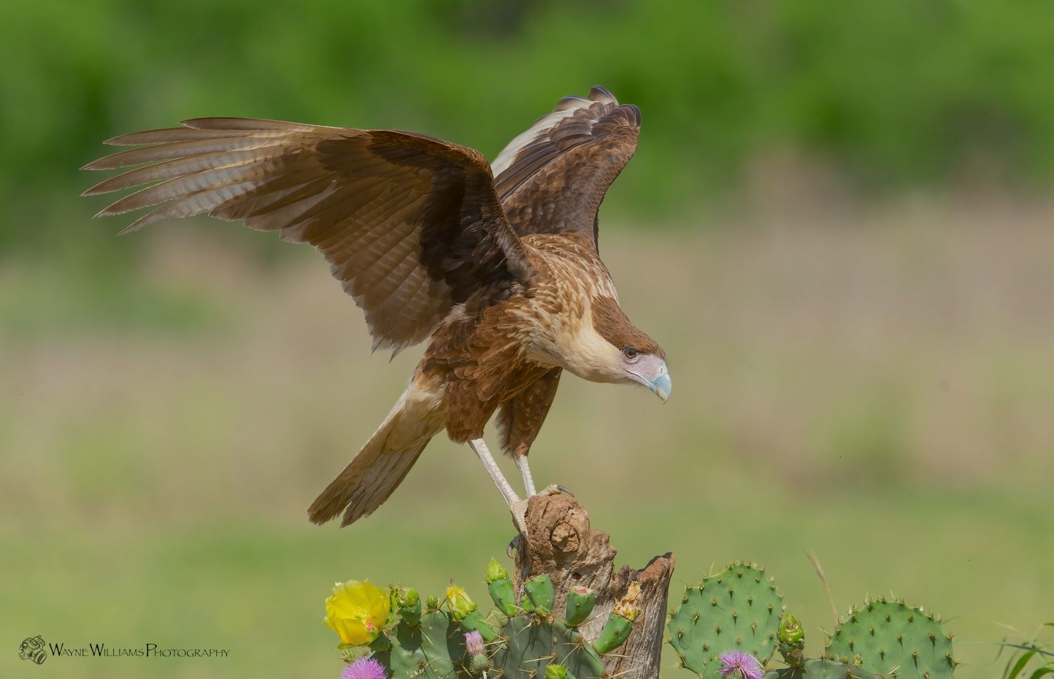 A bird is perched on a cactus branch with its wings spread.