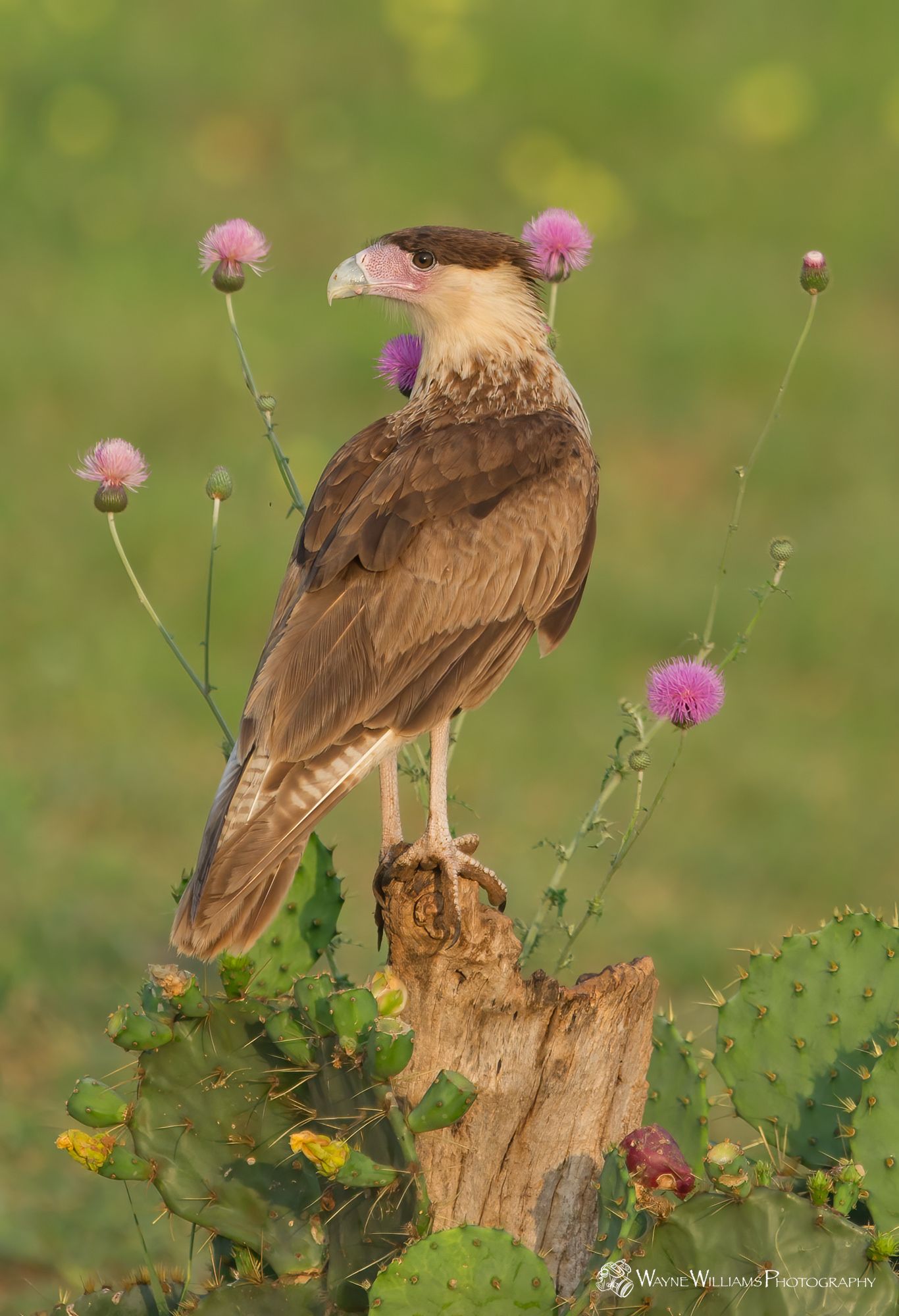A bird perched on top of a tree stump surrounded by flowers.