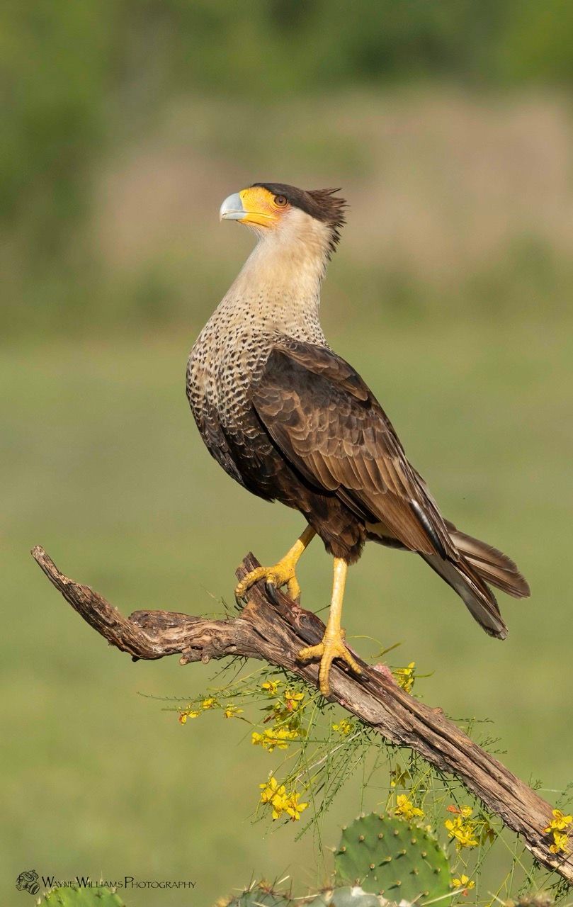 A bird with a yellow beak is perched on a tree branch.