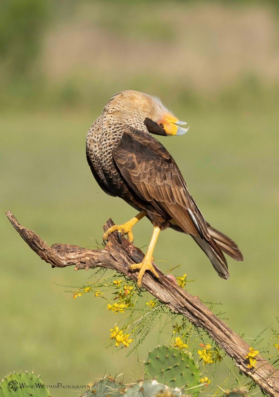 A bird with a yellow beak is perched on a branch.