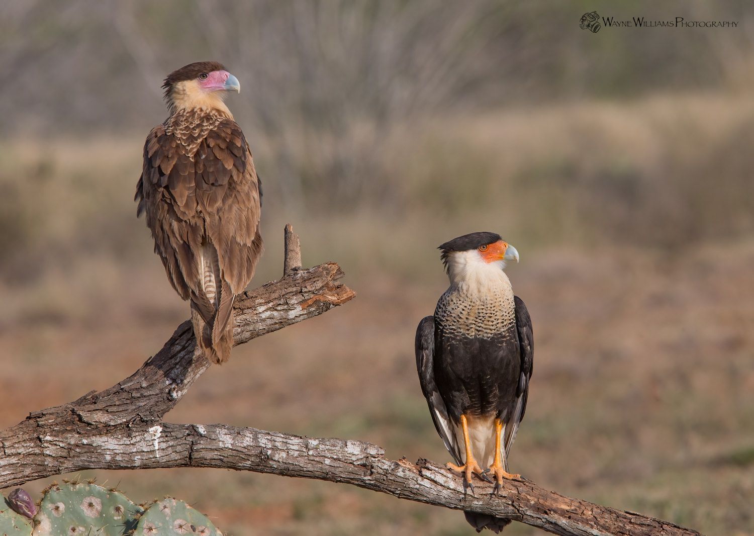 Two birds are perched on a branch of a tree.