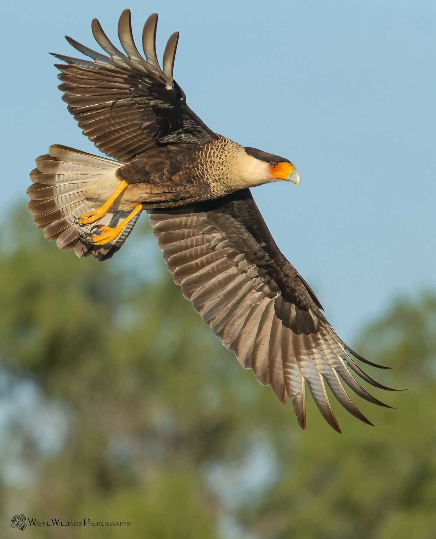A bird with a yellow beak is flying in the sky