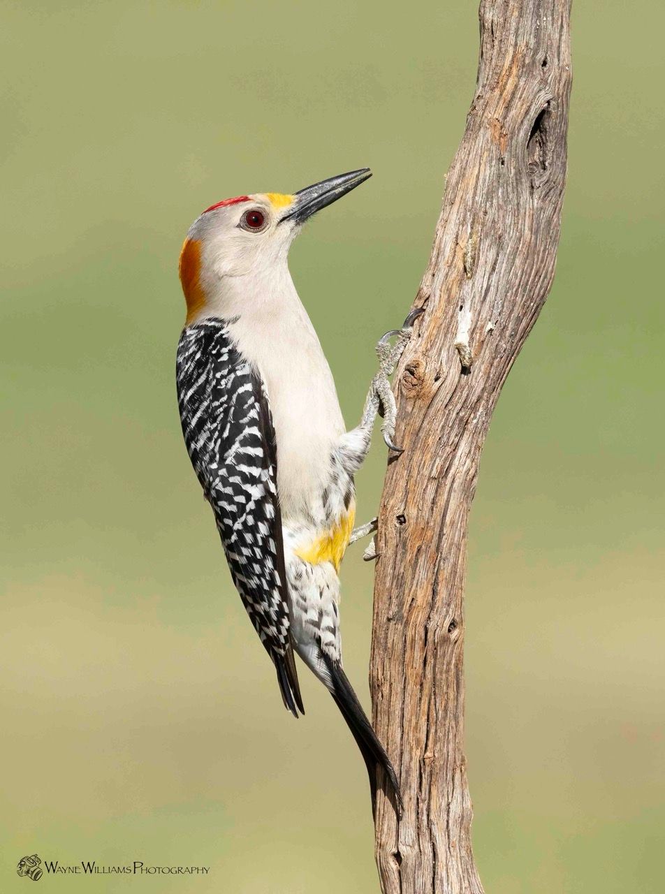 A woodpecker perched on a tree branch with a green background