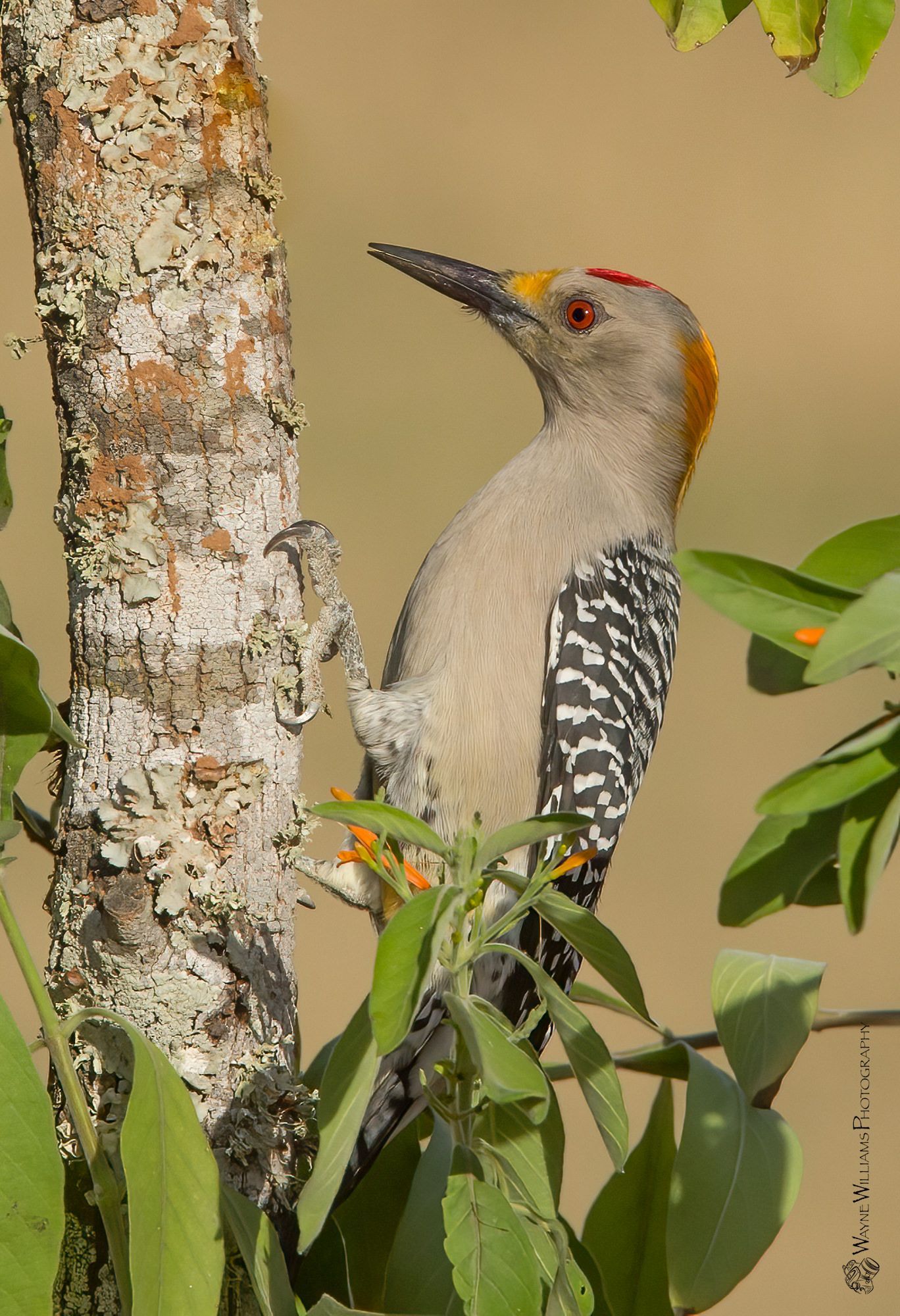 A woodpecker with a yellow beak is perched on a tree branch.