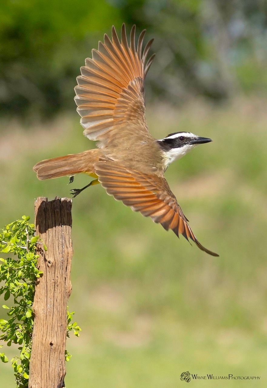 A bird is flying over a wooden post.