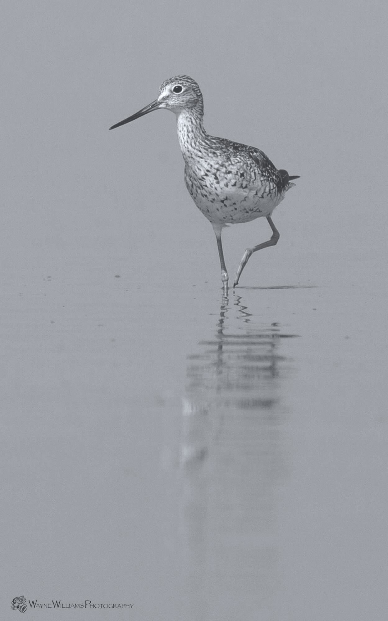 A black and white photo of a bird standing in the water.