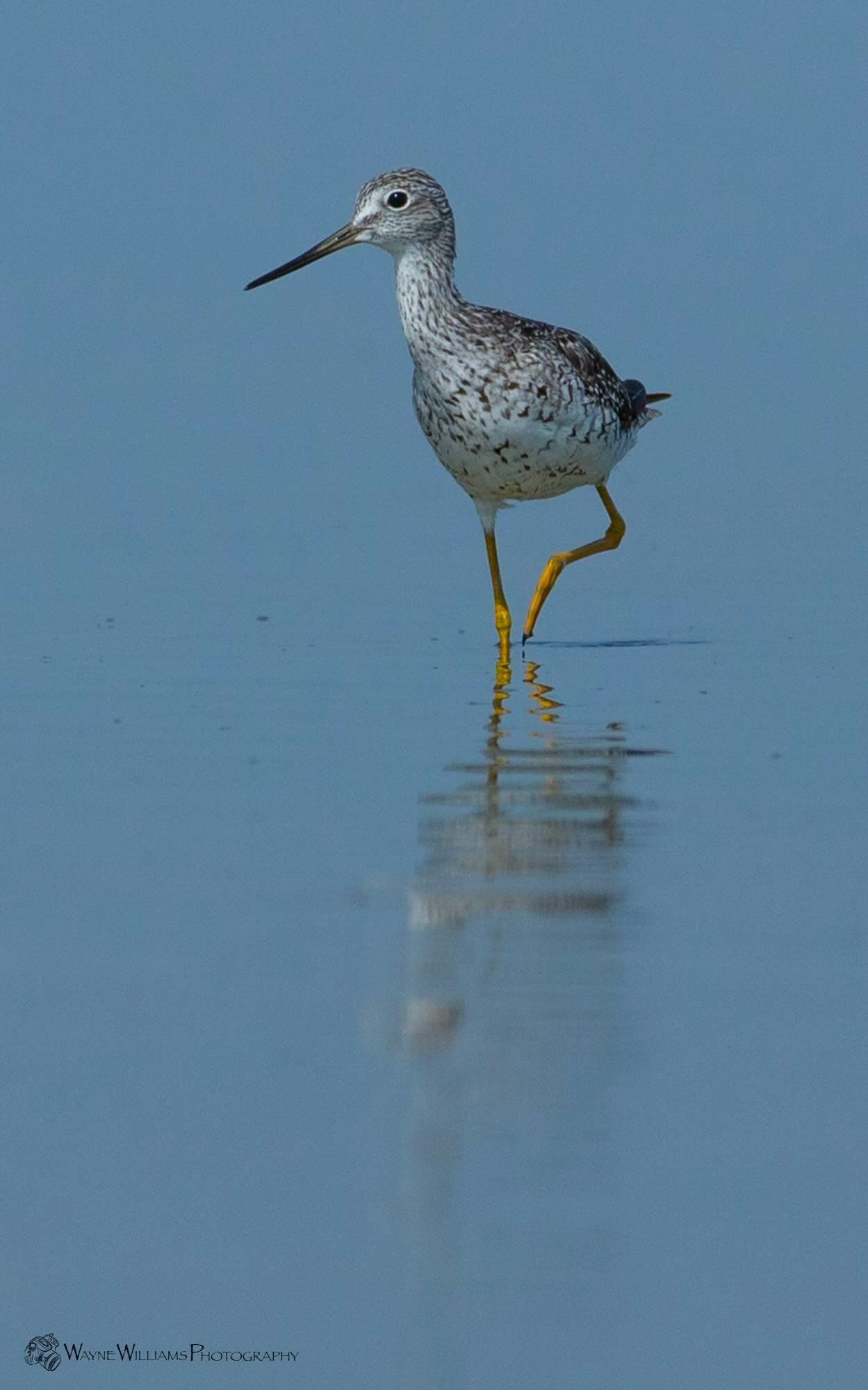 A bird is standing on one leg in the water.