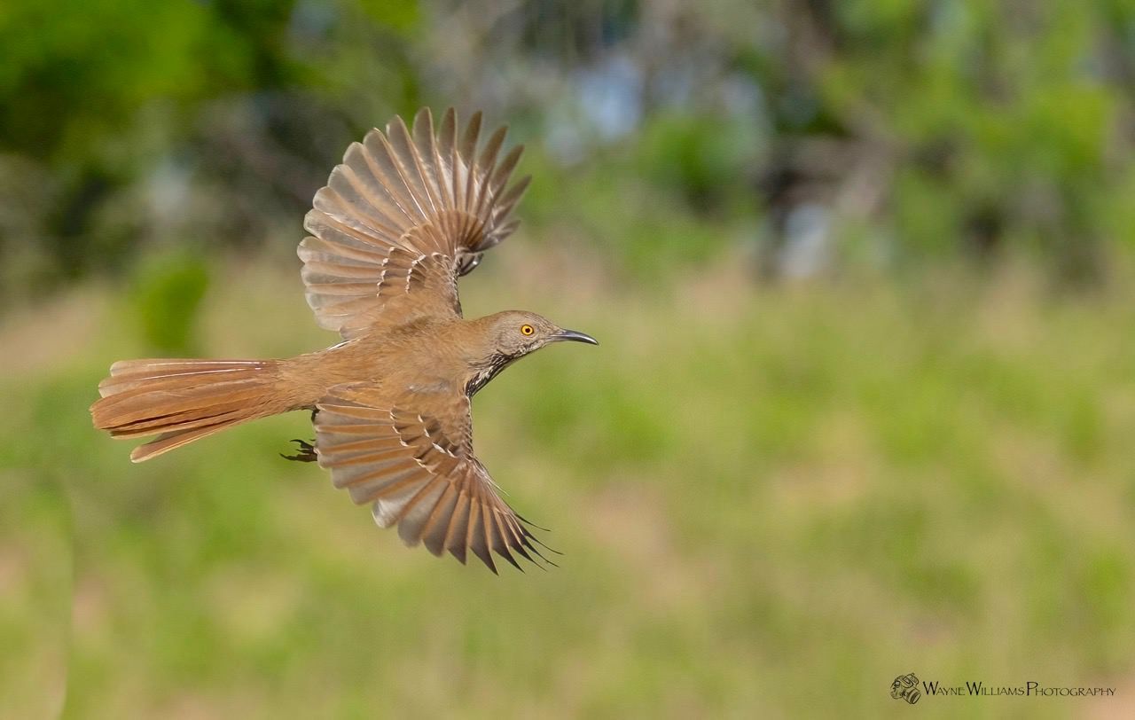 A bird is flying in the air with its wings outstretched.