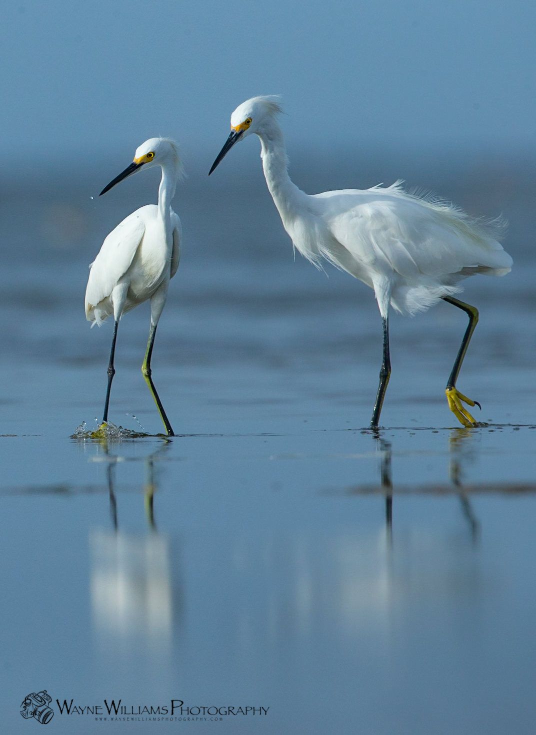 Two white birds are standing next to each other on the beach.