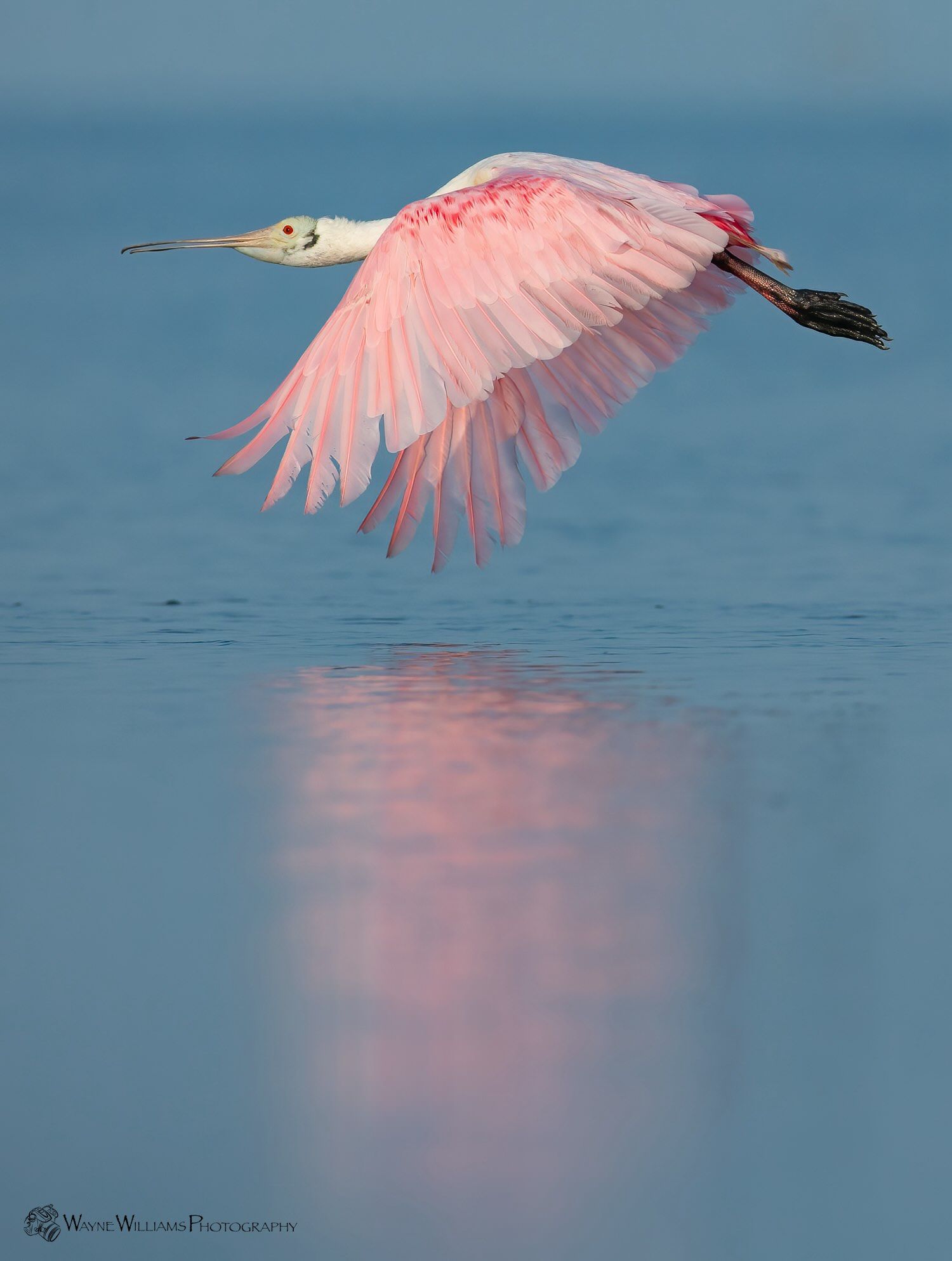 A pink and white bird is flying over a body of water.