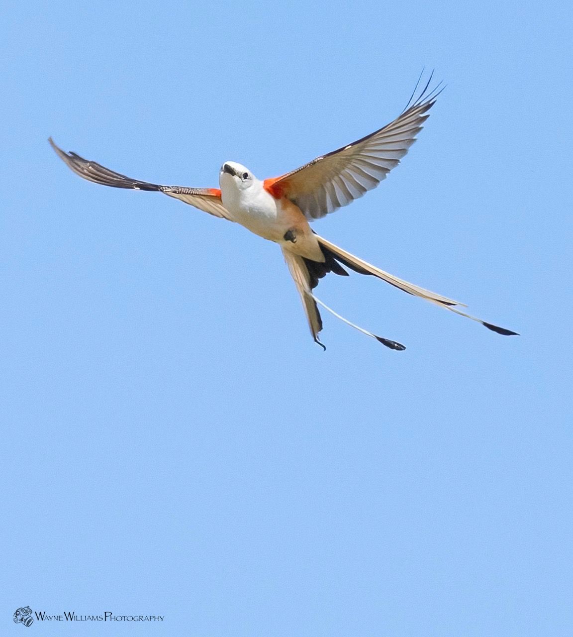 A bird with a long tail is flying in the sky