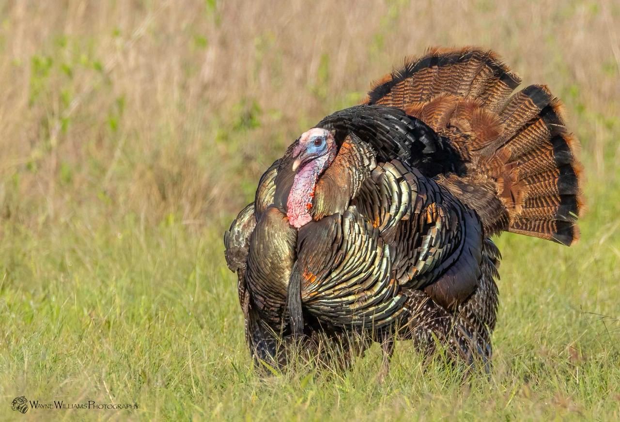 A turkey is standing in a grassy field with its feathers spread out.