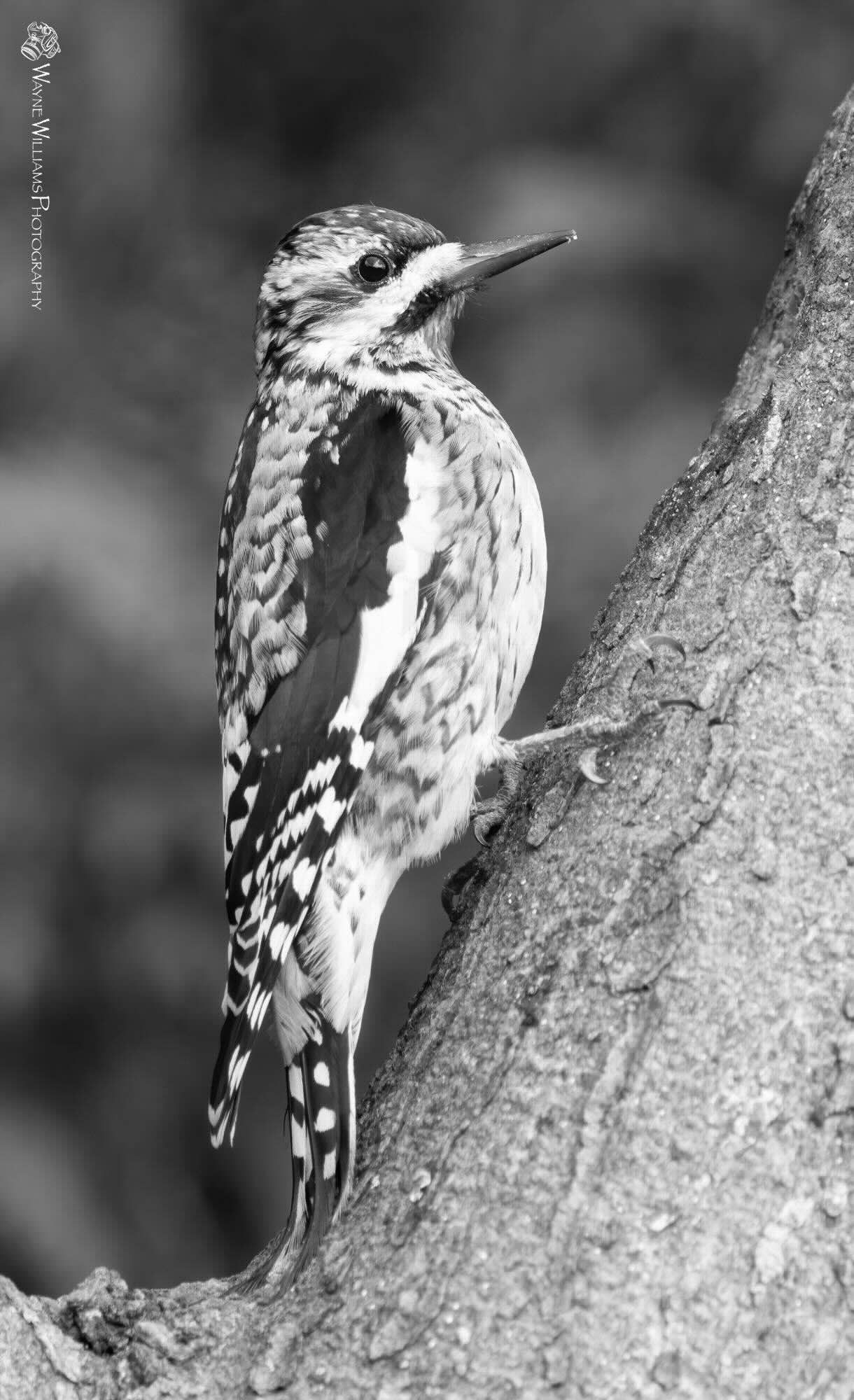 A black and white photo of a woodpecker perched on a tree branch.