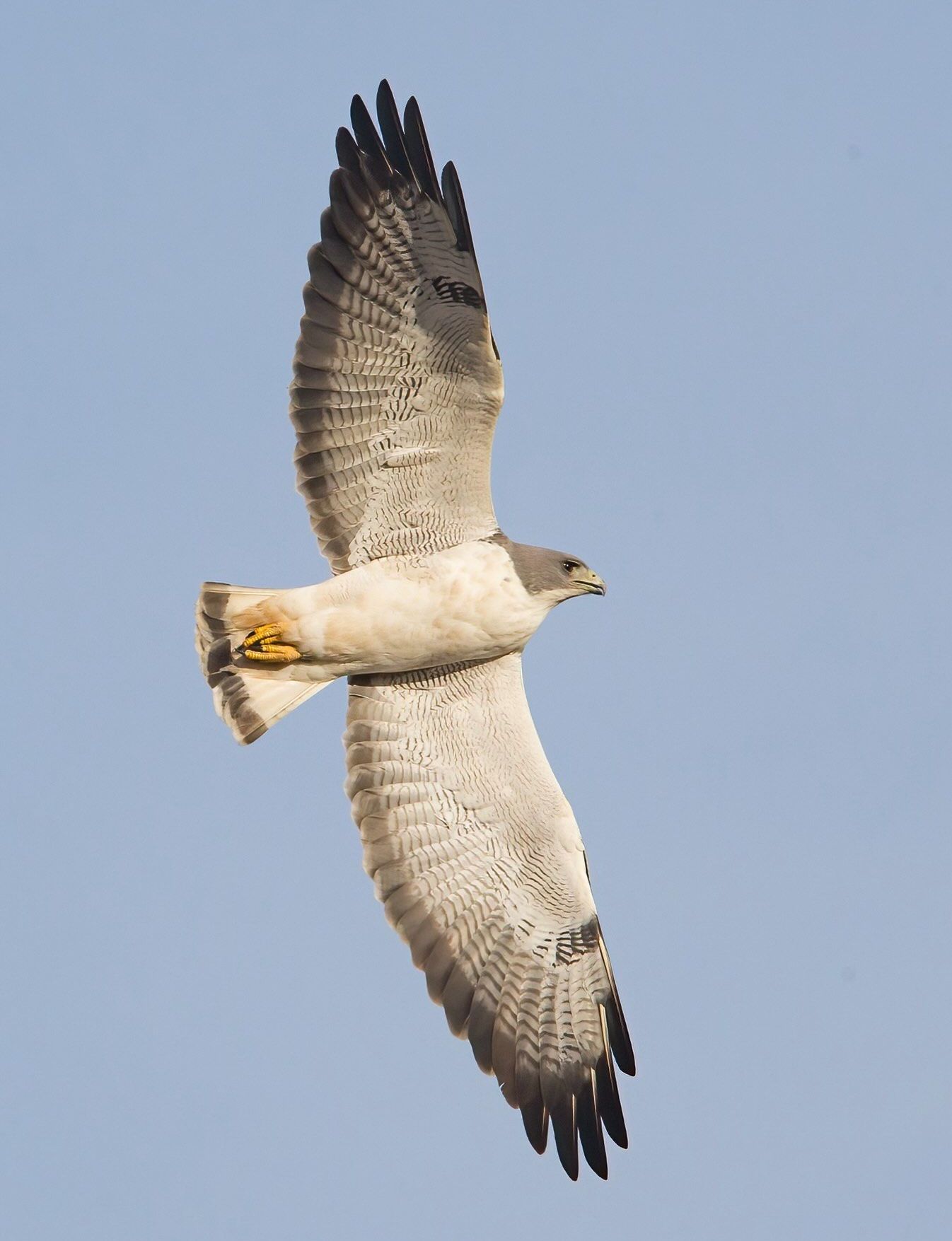 A small bird perched on a branch of a tree.