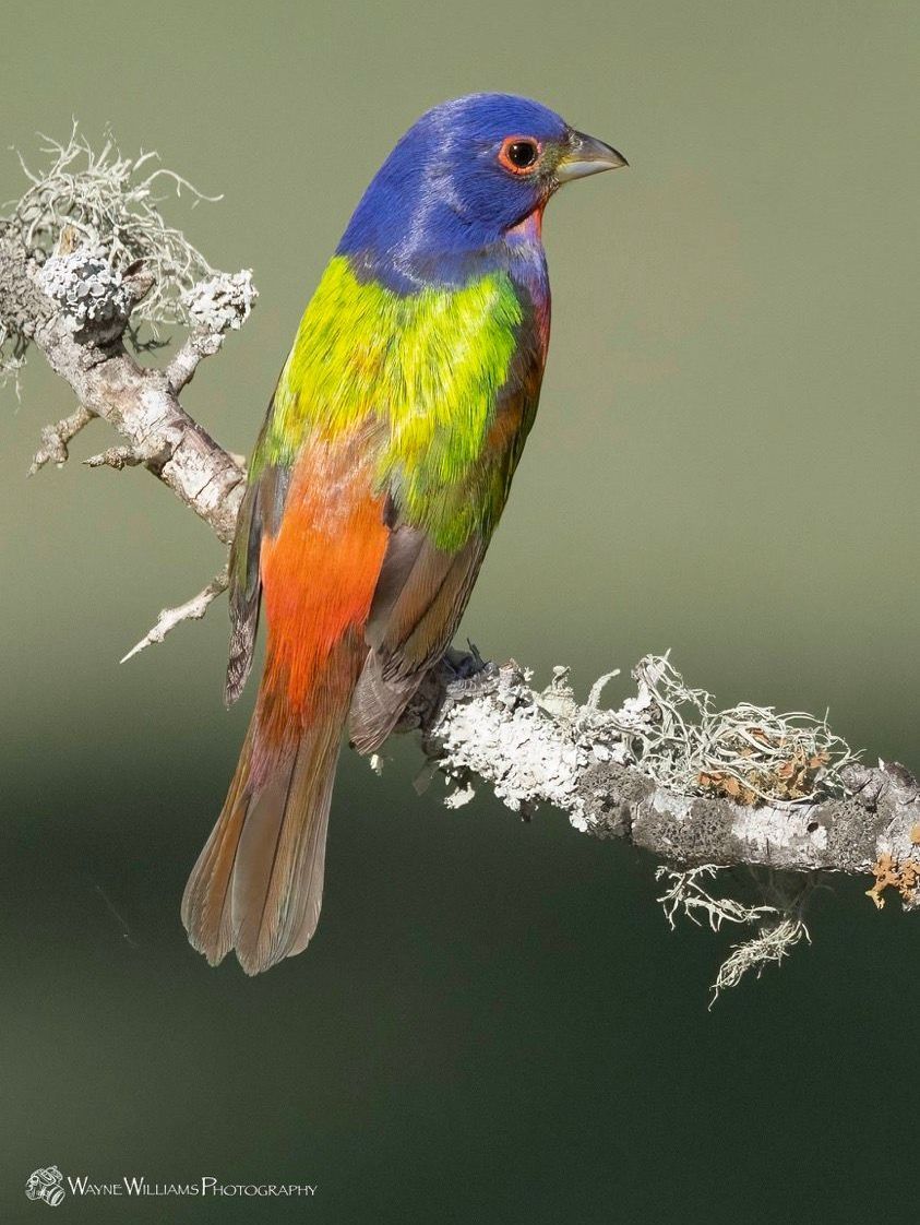 A colorful bird perched on a branch with moss on it