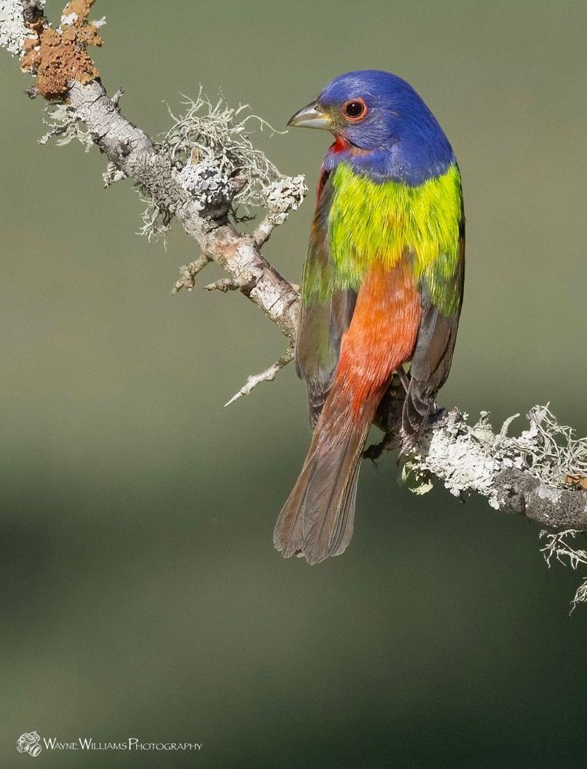 A colorful bird is perched on a tree branch.