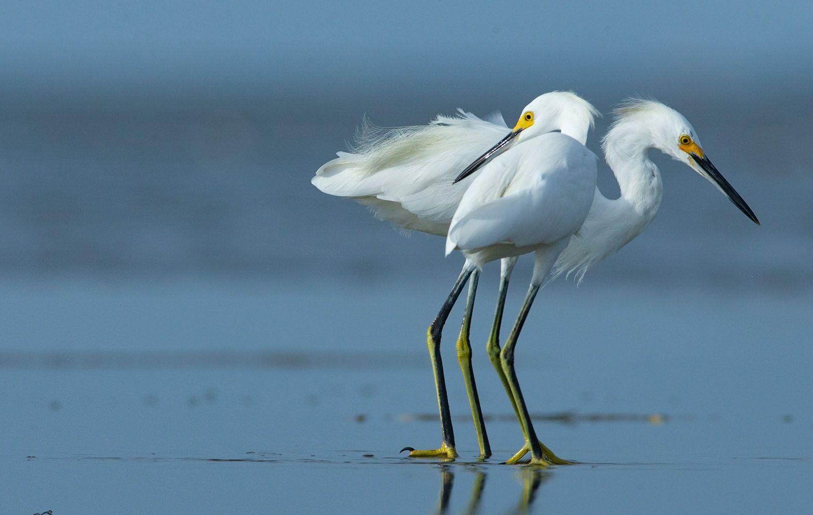 Two snowy egrets are standing on the beach near the ocean.