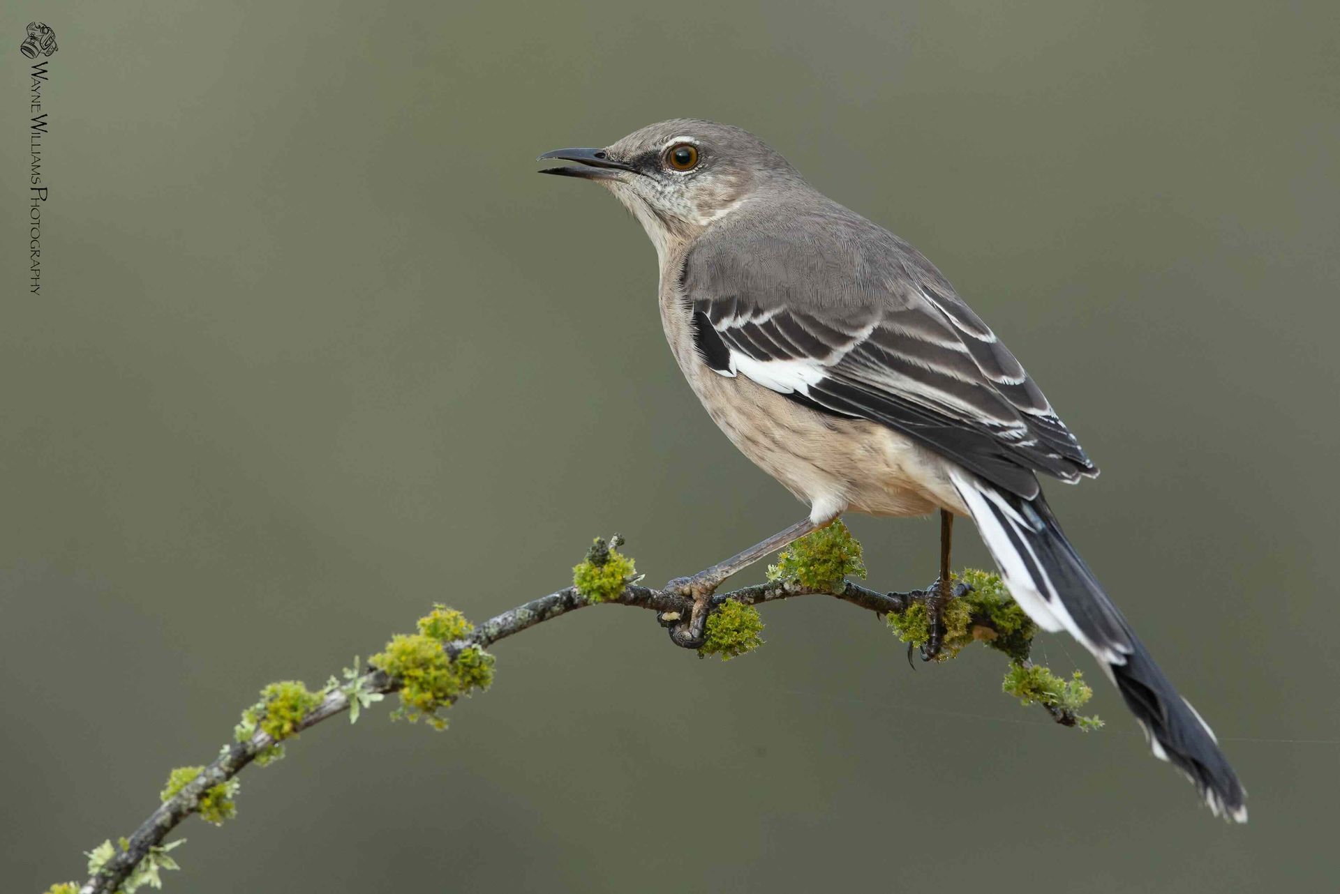 A small bird perched on a branch with moss.