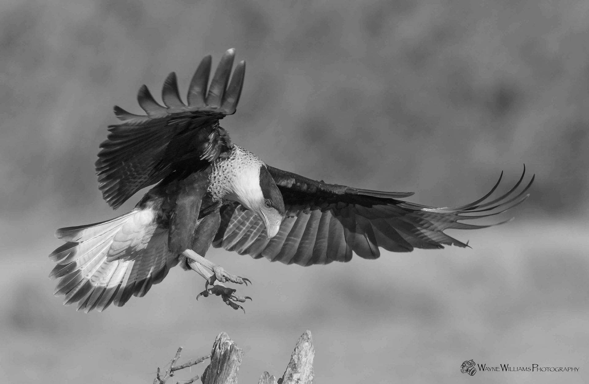 A black and white photo of an eagle flying over a tree branch.