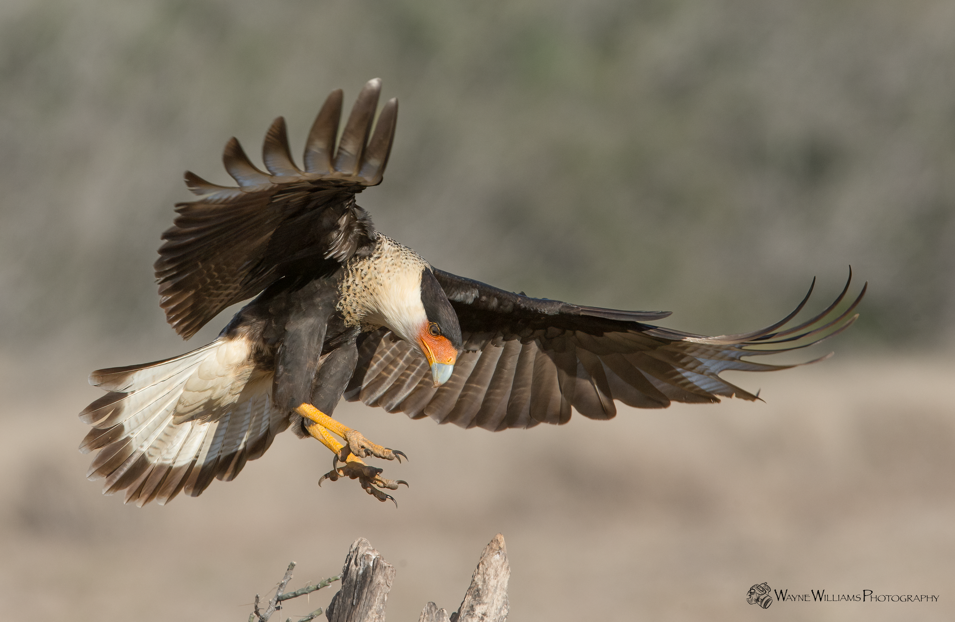 A bird is flying over a tree branch with its wings spread.