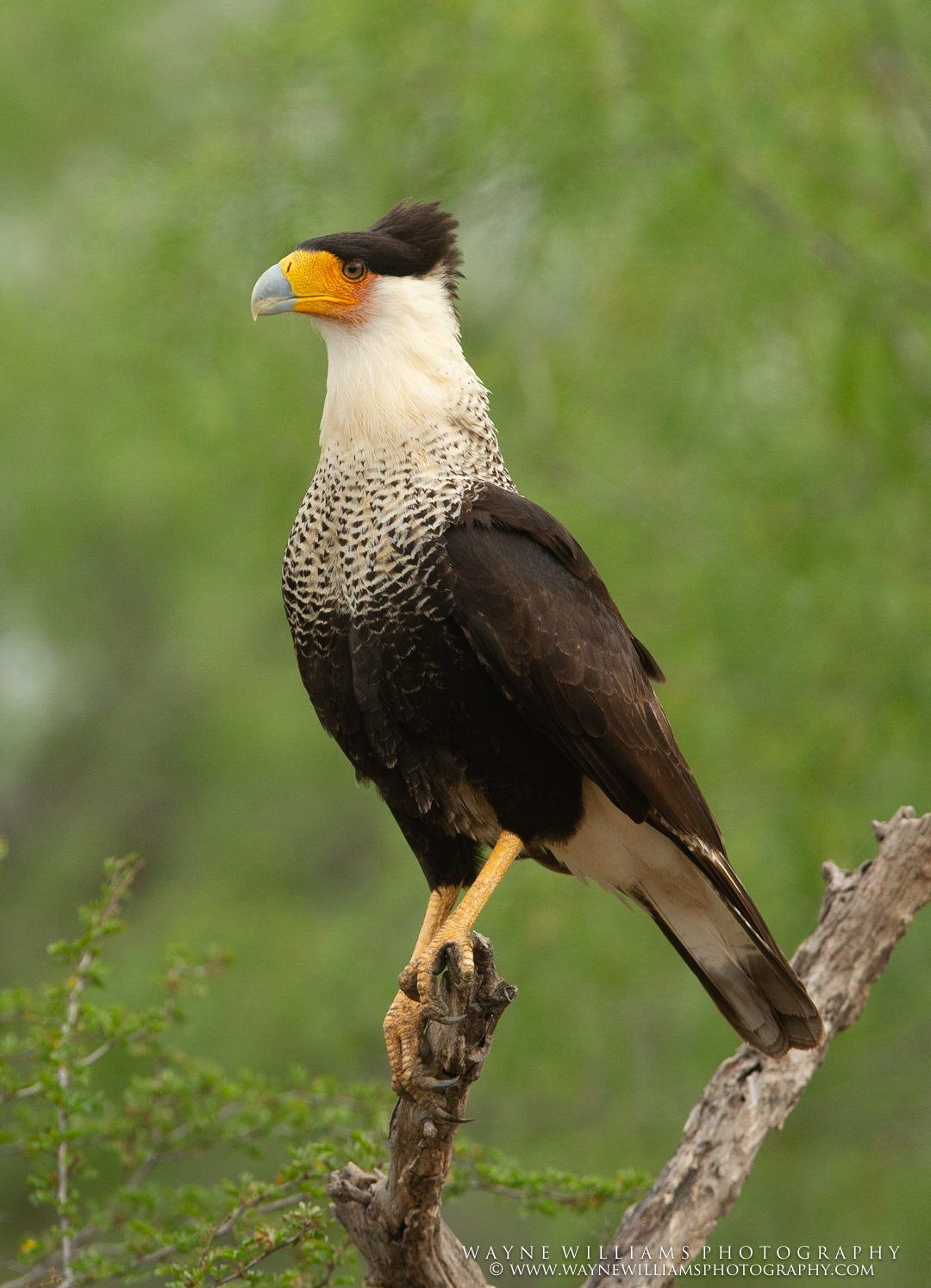 A black and white bird with a yellow beak is perched on a tree branch.