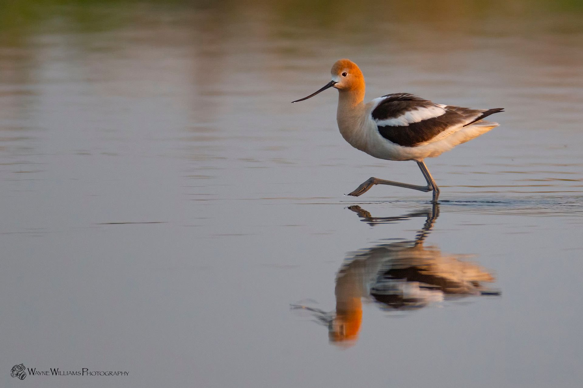 A bird is standing in the water with its reflection in the water.