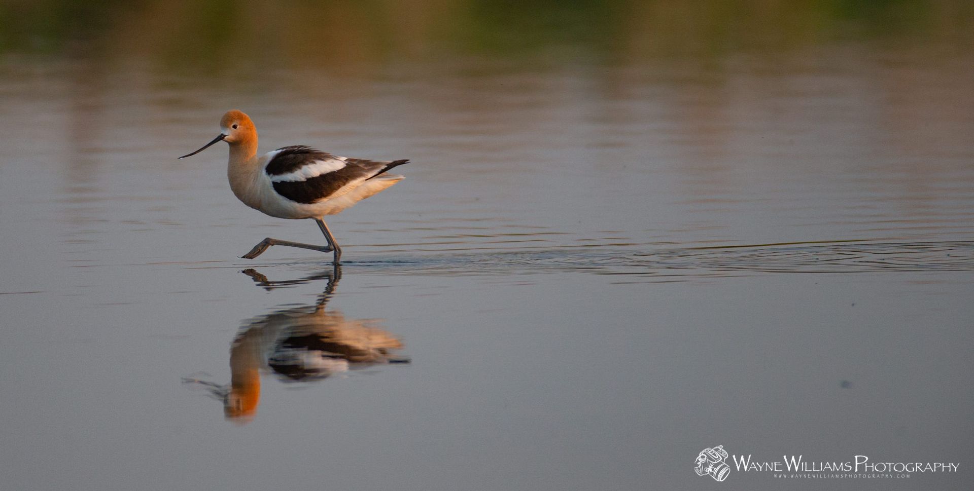 A bird is standing in the water with its reflection in the water.