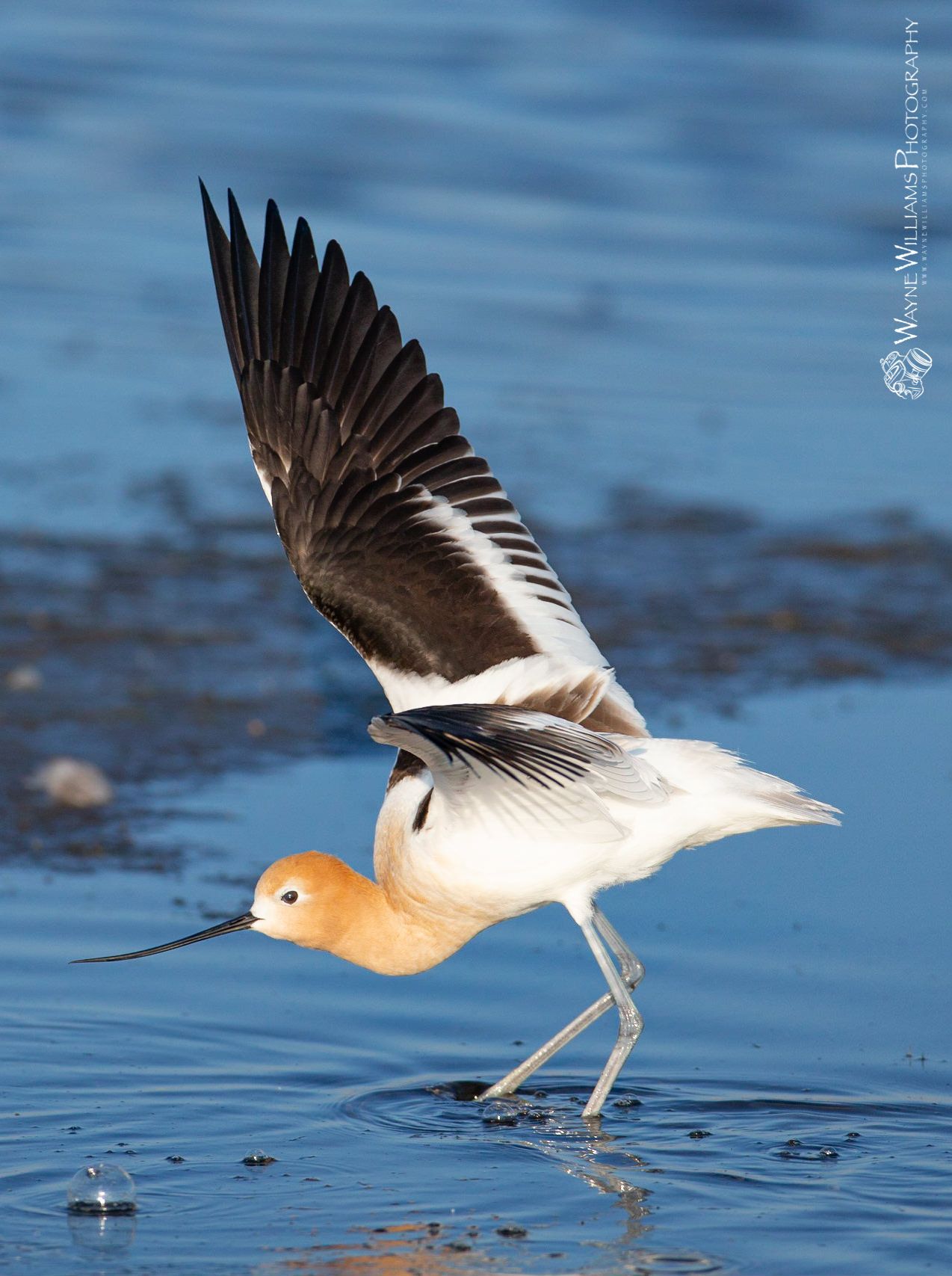 A bird with a long beak is standing in the water.