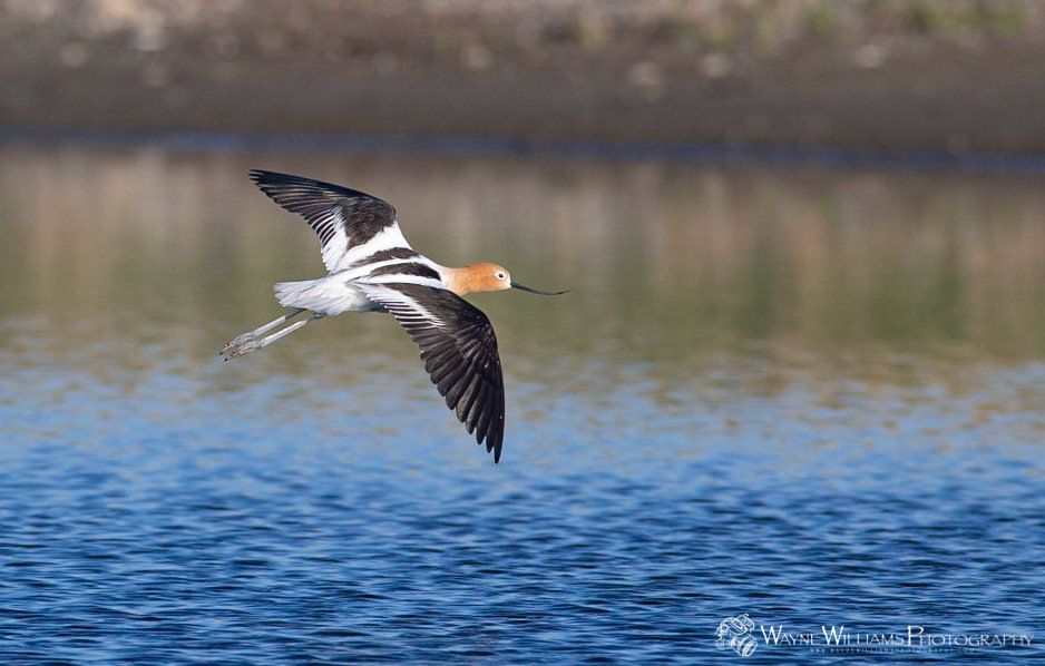 A bird is flying over a body of water.