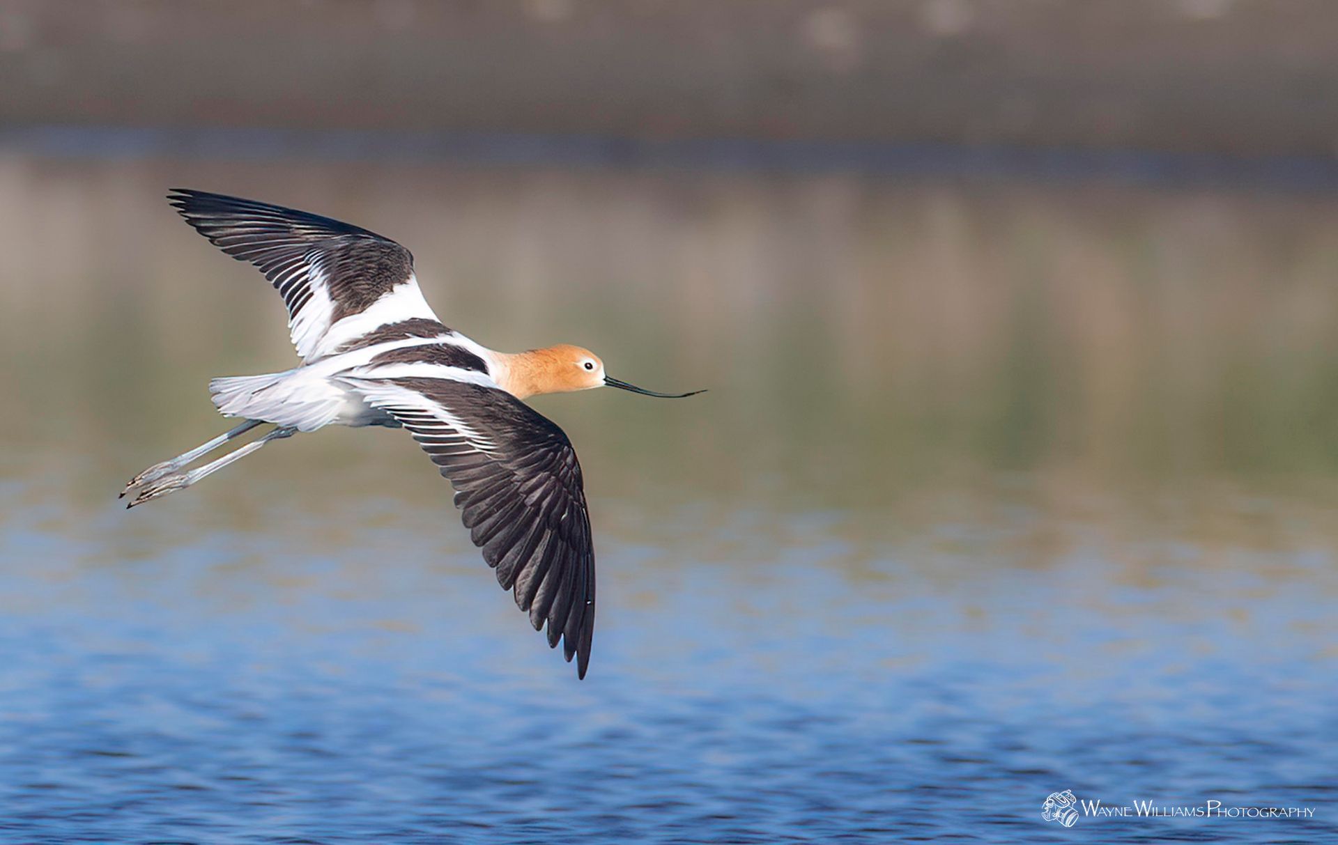 A bird is flying over a body of water.