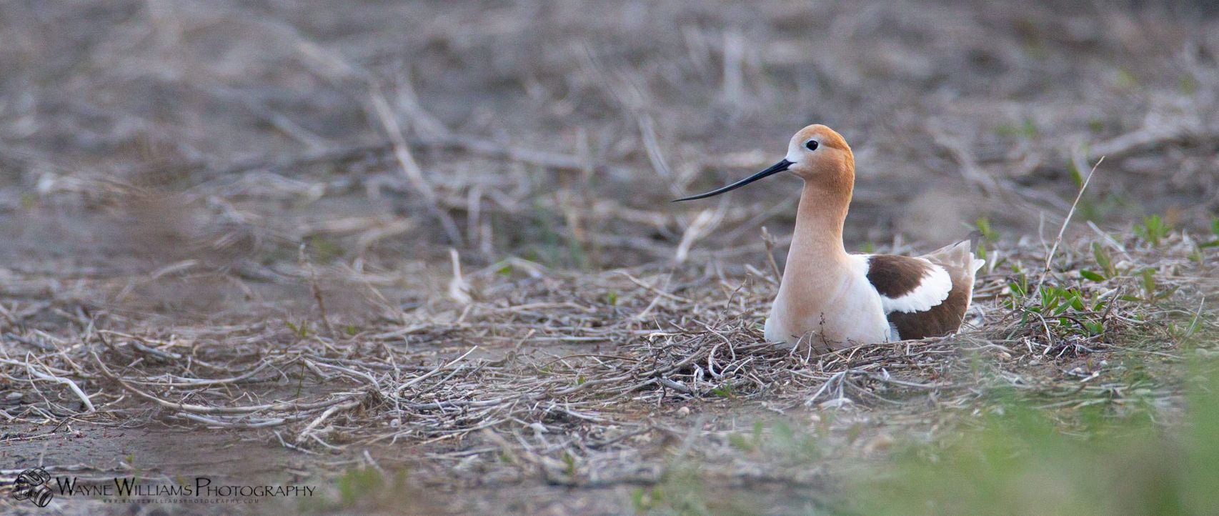 A brown and white bird with a long beak is sitting on the ground.