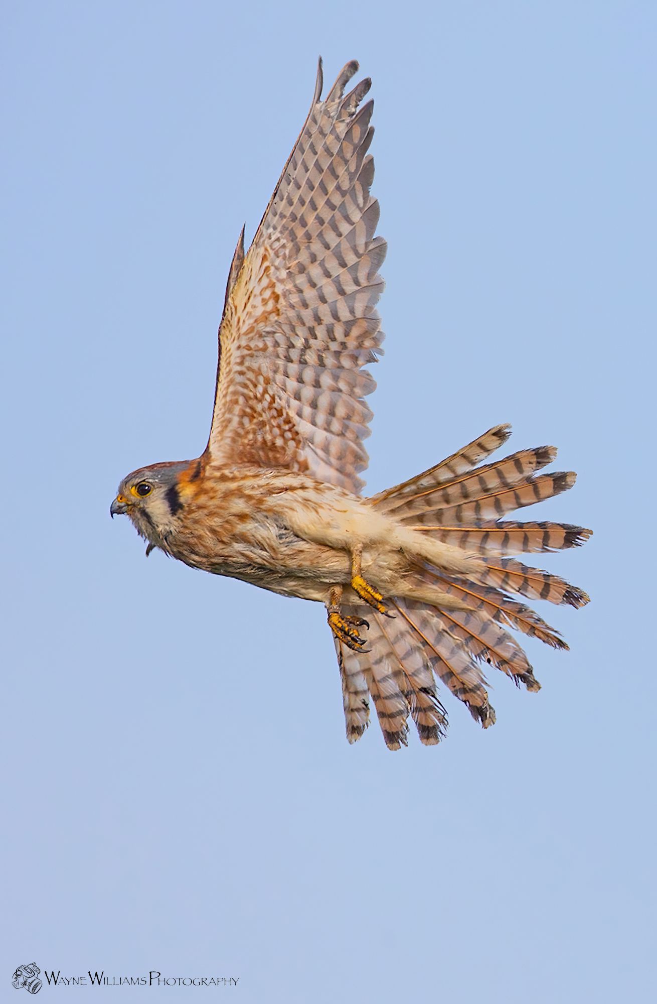A bird is flying in the sky with its wings spread.