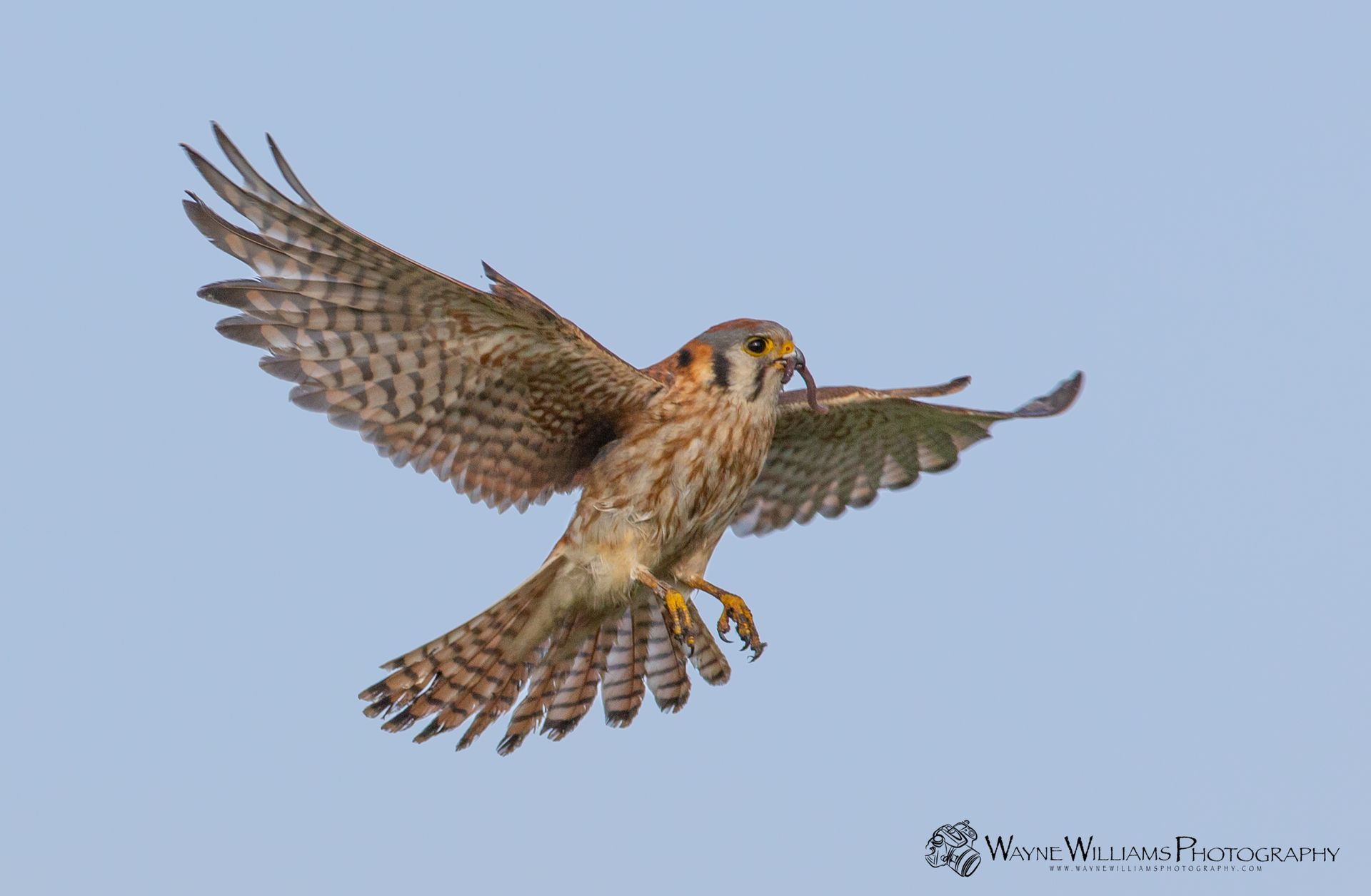 A bird is flying in the sky with its wings spread.