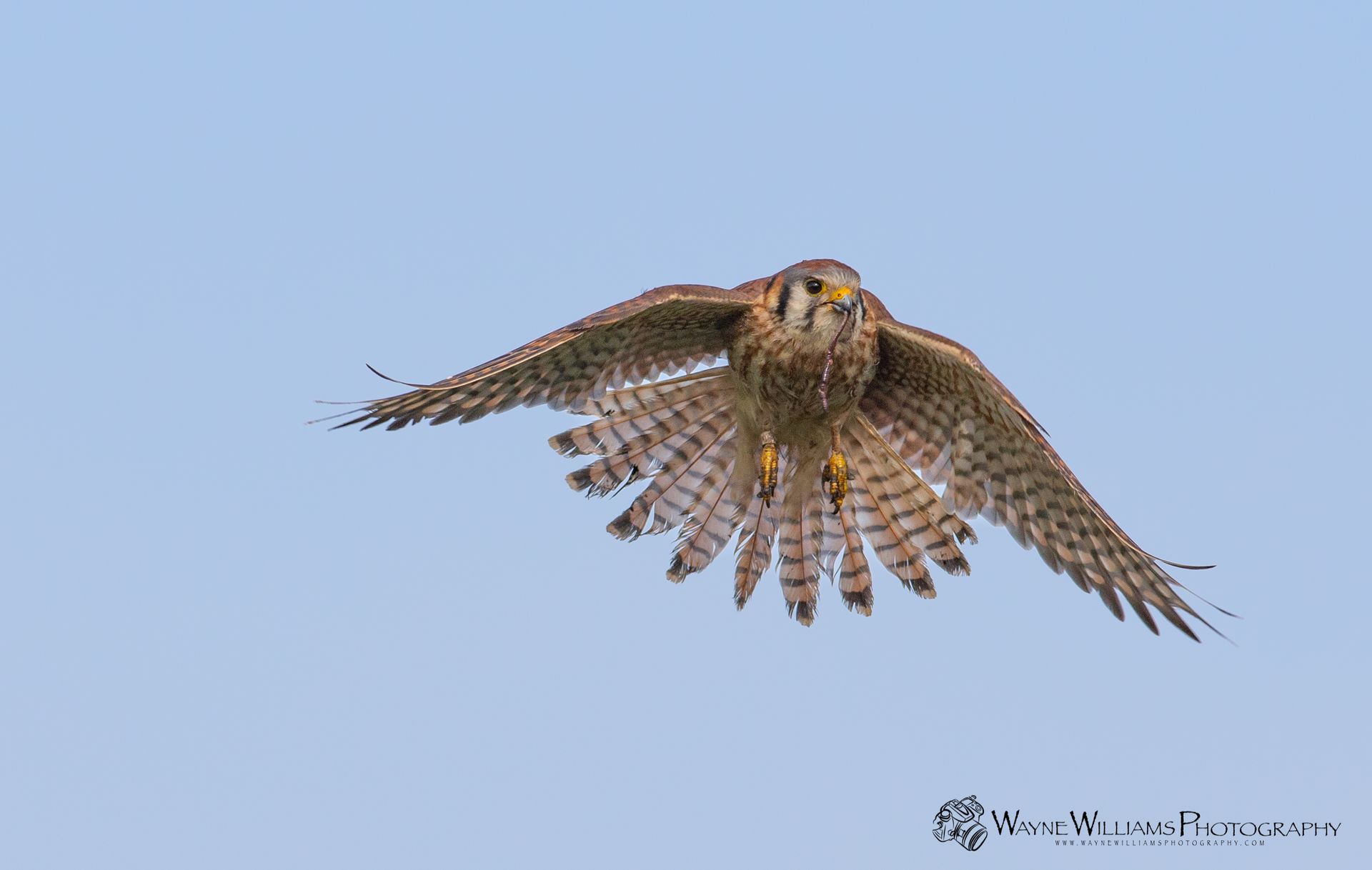 A hawk is flying through a blue sky with its wings spread.