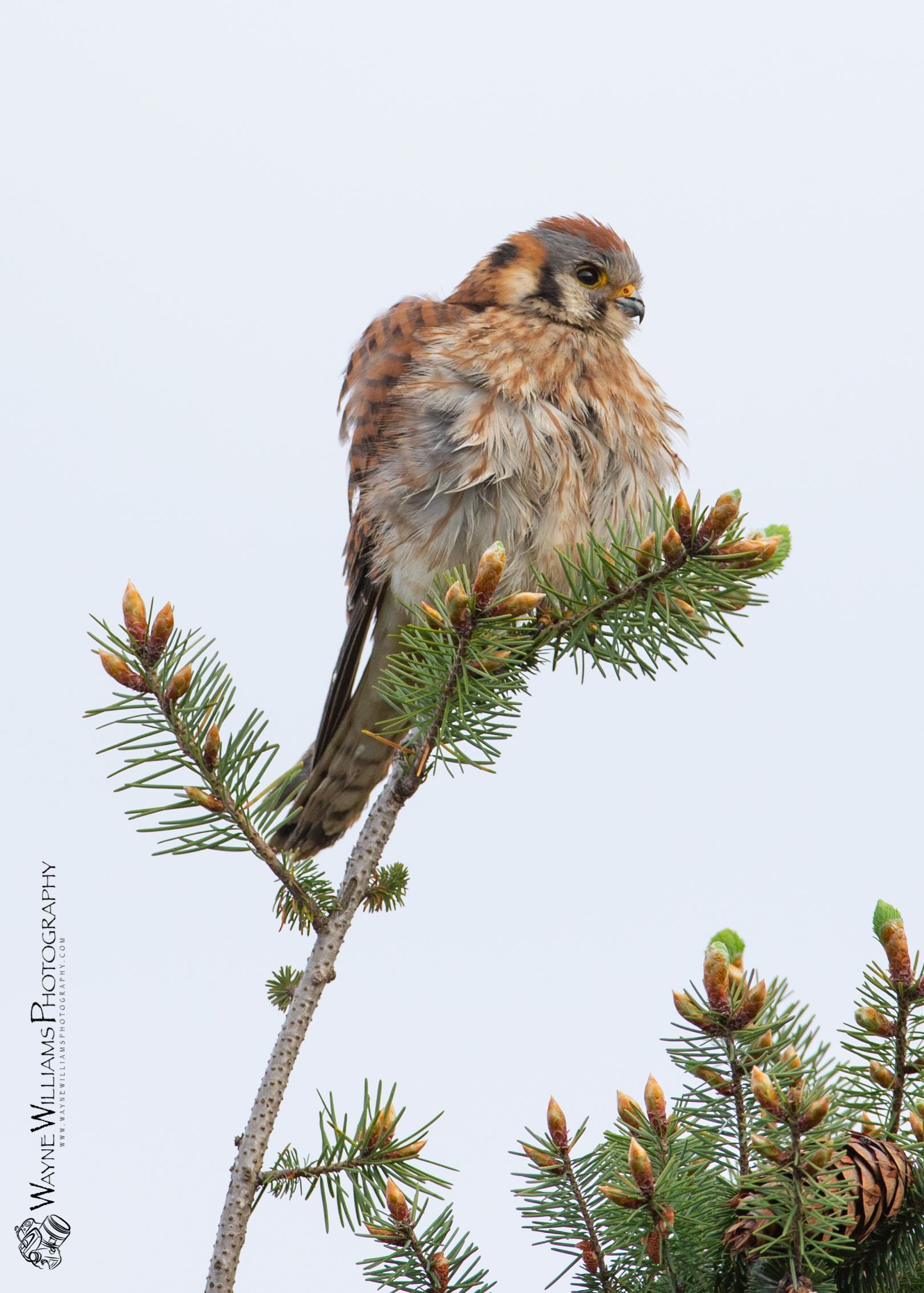 A bird is perched on a branch of a tree.