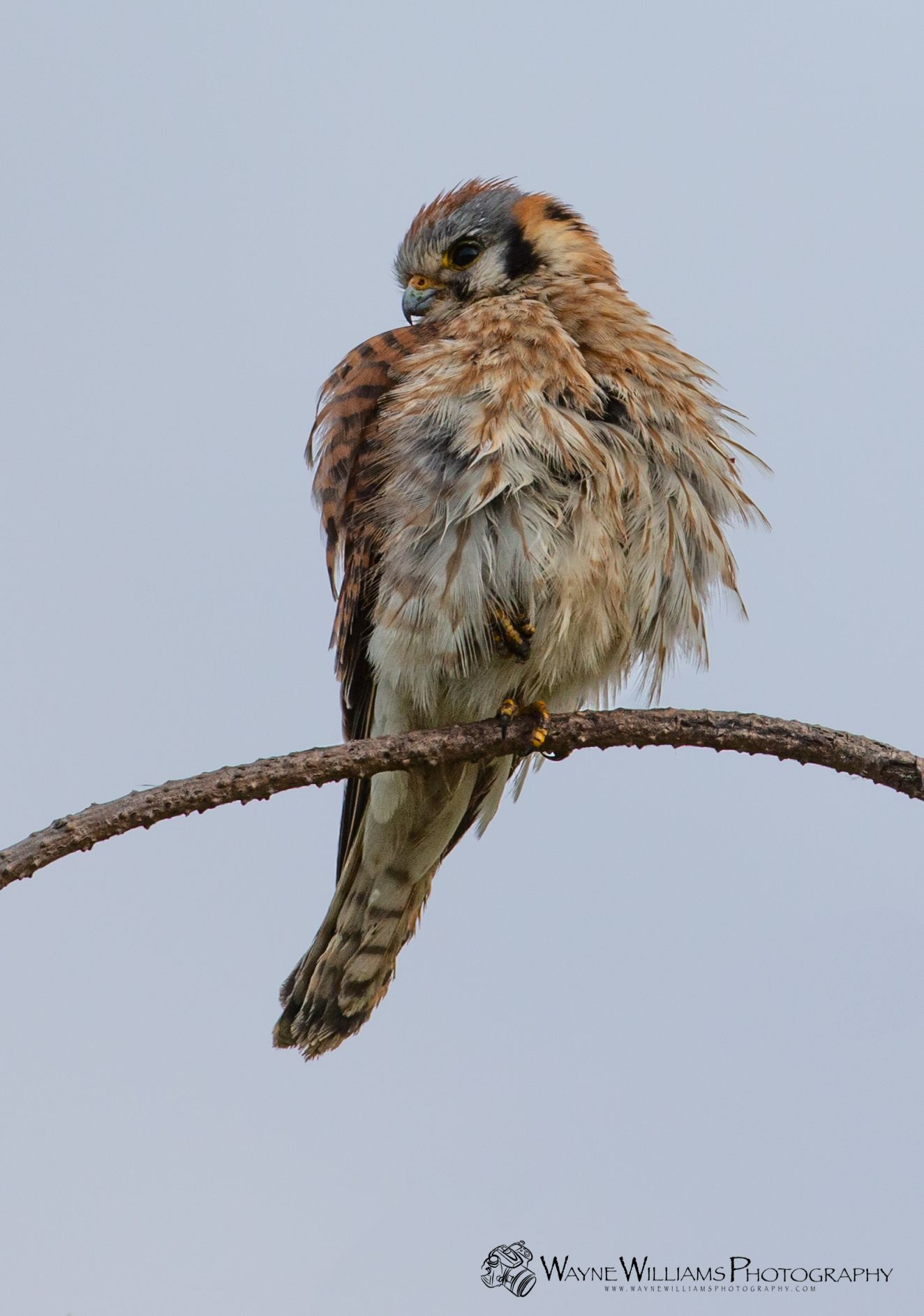 A bird is perched on a branch with a blue sky in the background.
