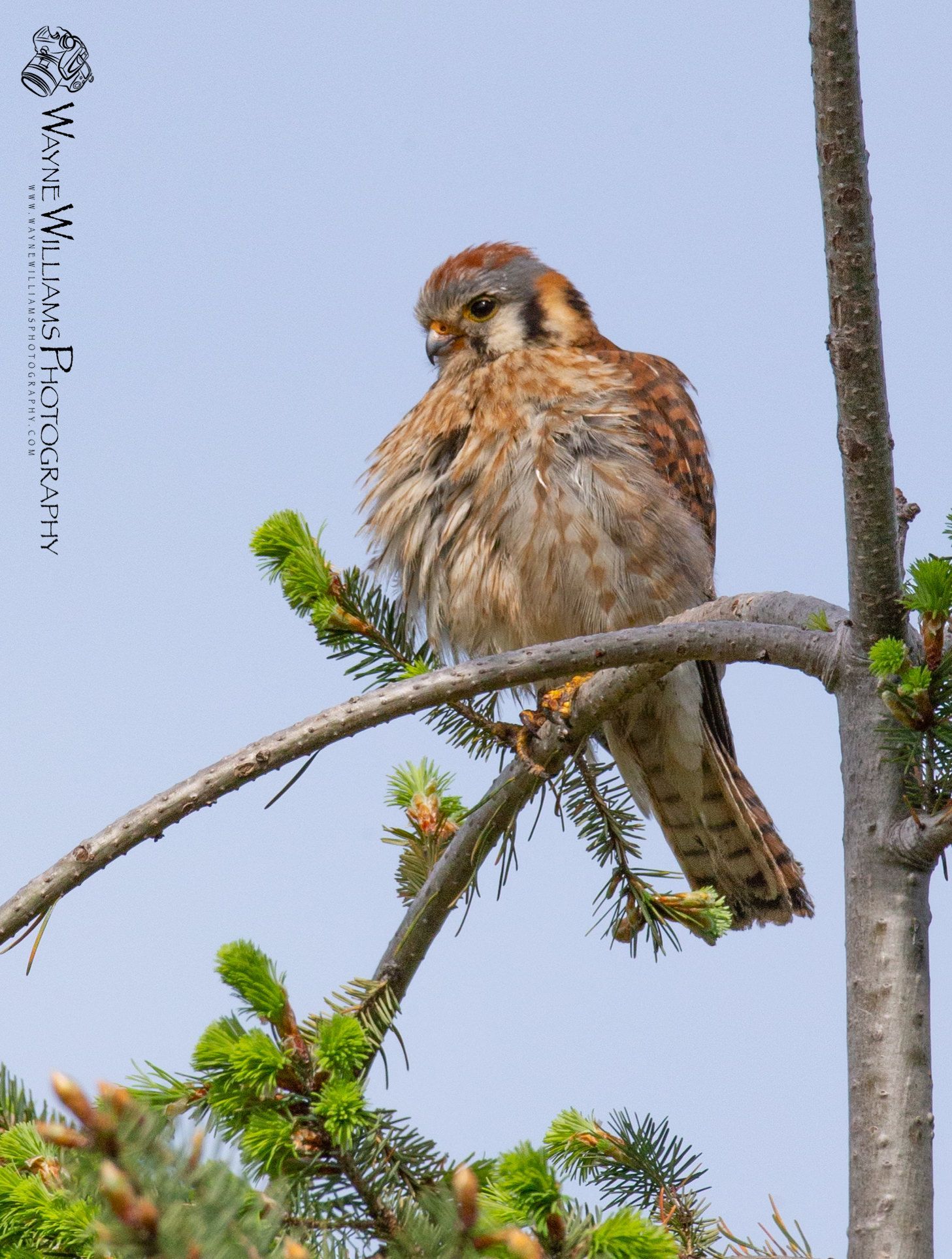 A bird perched on a tree branch with a watermark that says ' wildlife photography '