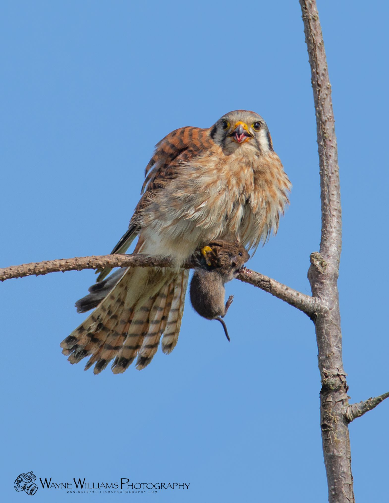 A bird is perched on a tree branch with a mouse in its beak.