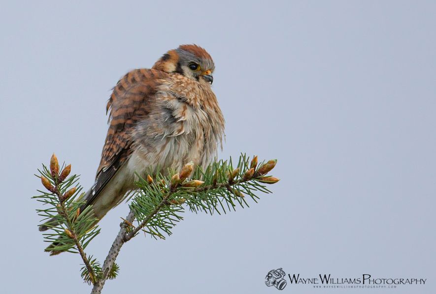 A small bird perched on a branch of a tree.