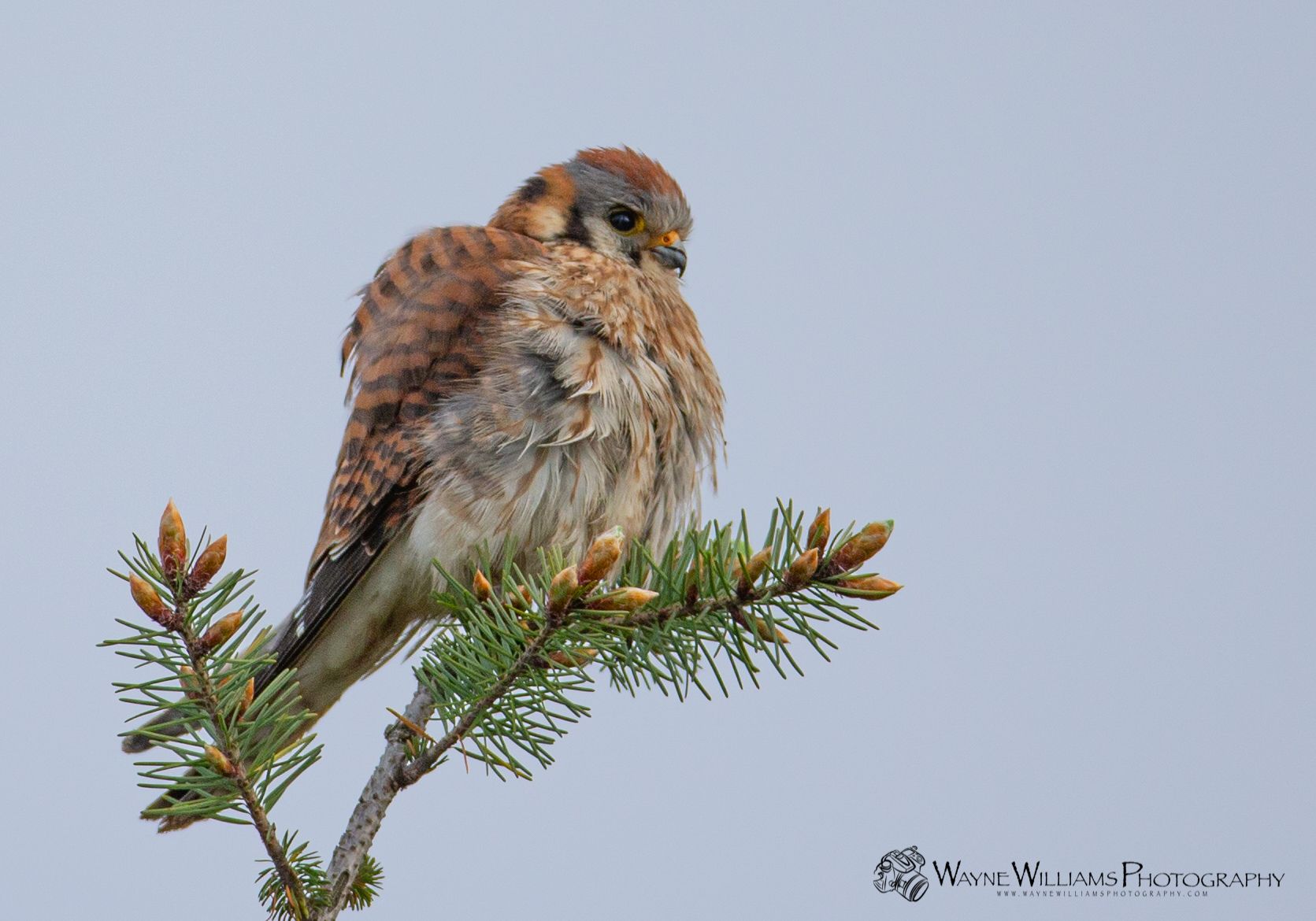 A small bird is perched on a pine branch.
