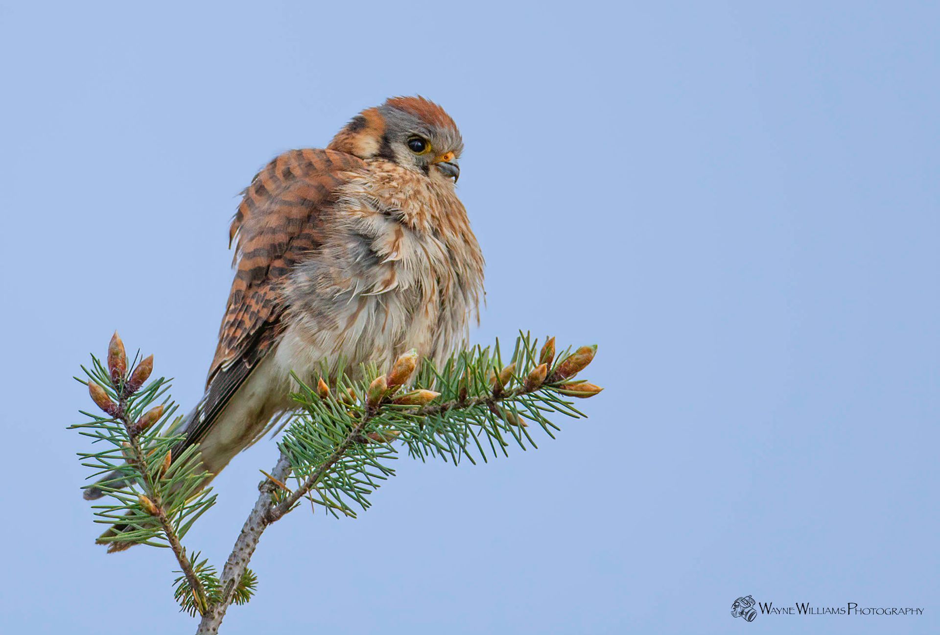 A bird is perched on a branch of a tree.
