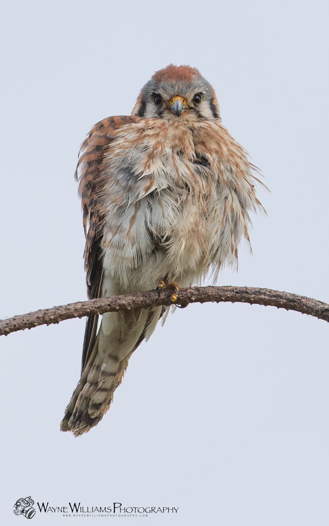 A close up of a bird perched on a branch.