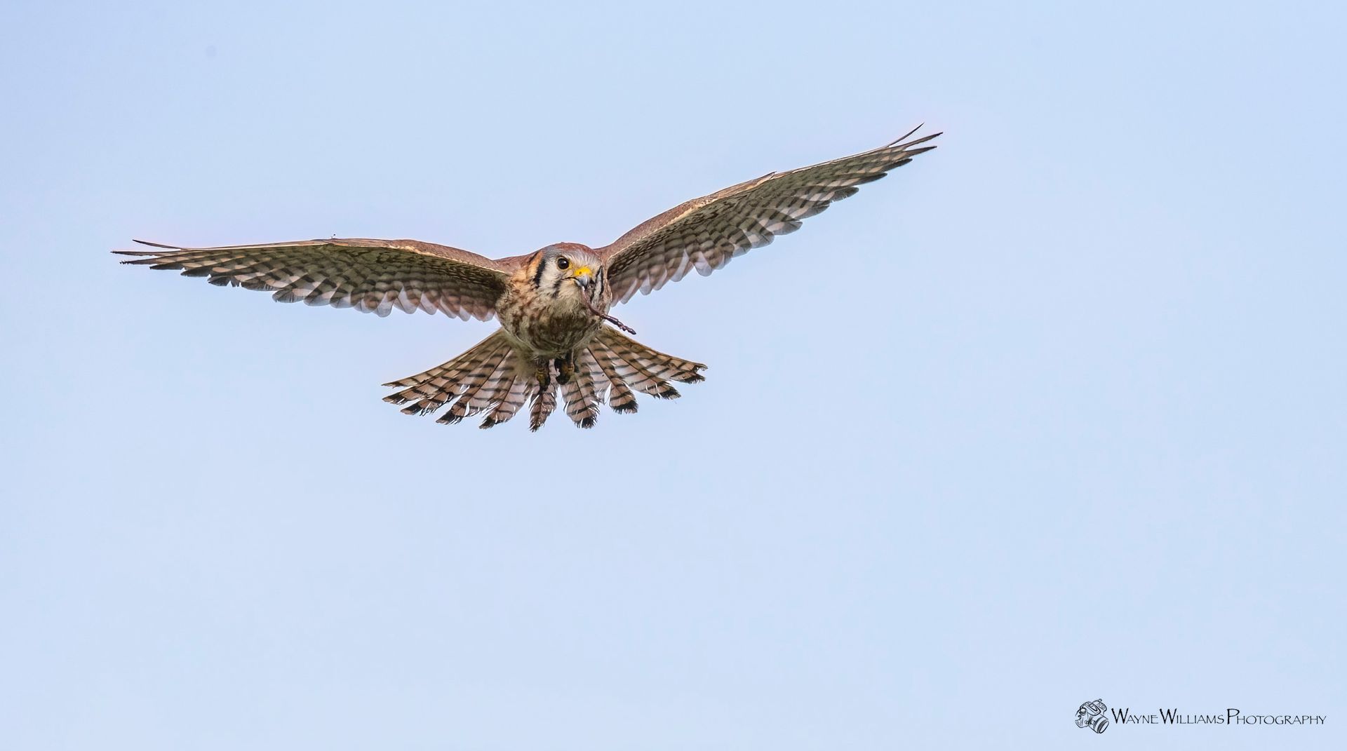 A bird is flying in the sky with its wings spread.