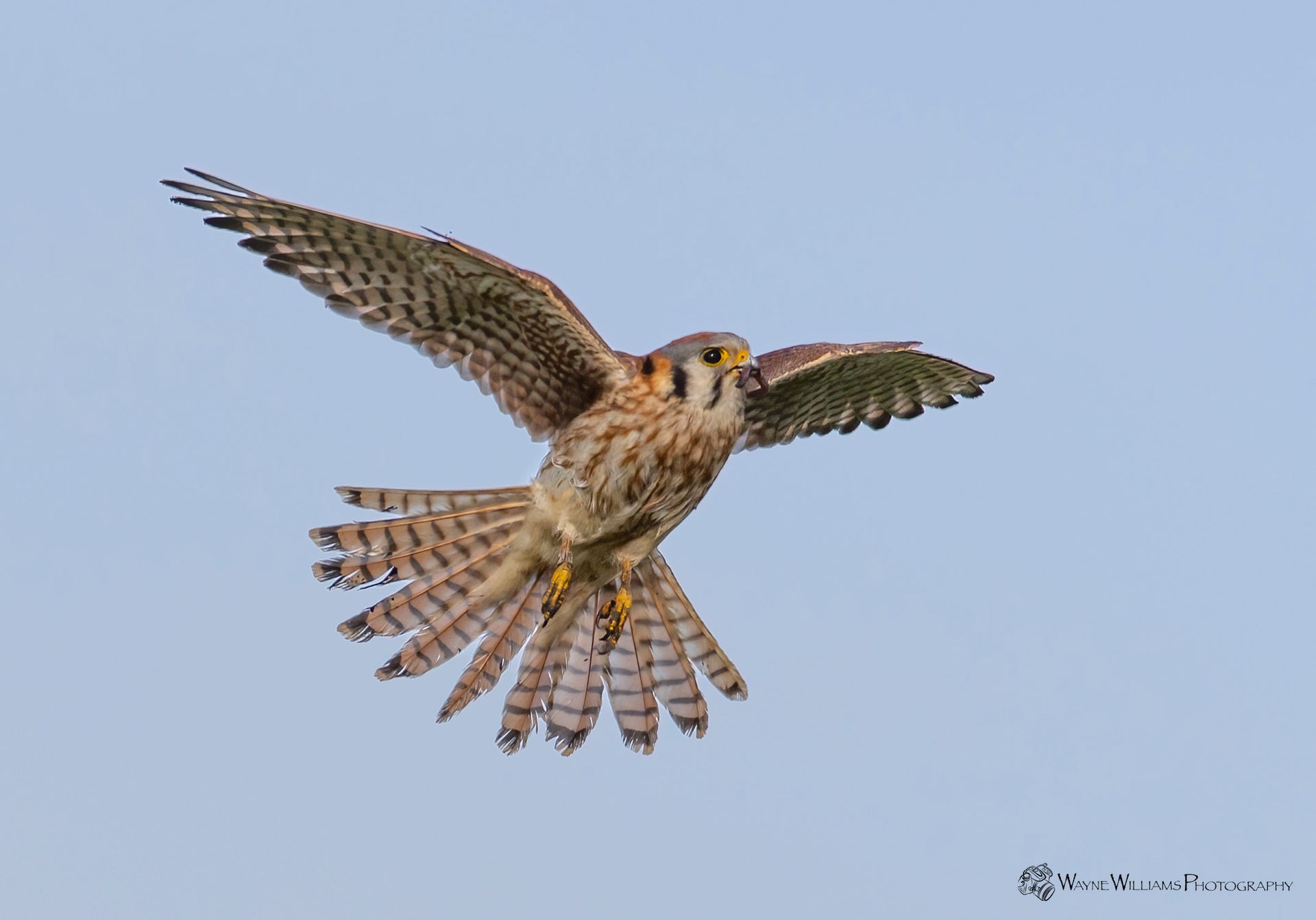 A bird is flying in the sky with its wings spread