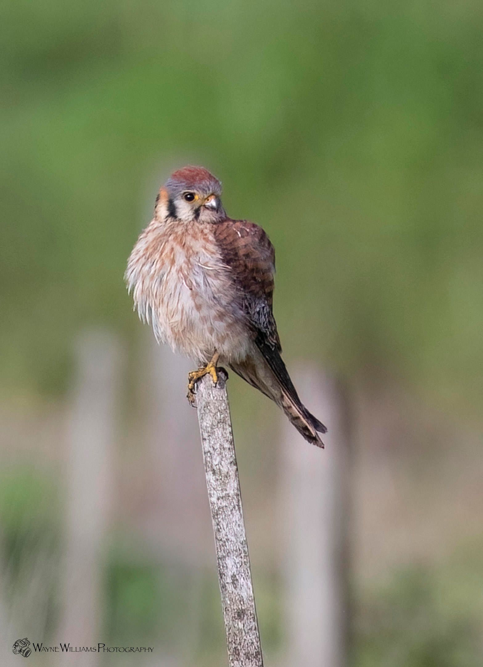 A bird with a long beak is standing in the water.